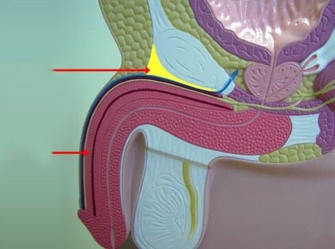 Ligamentos do pene