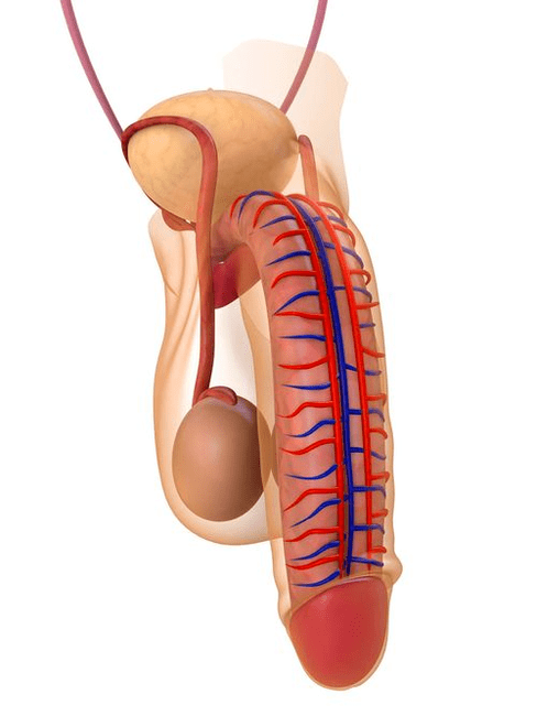 Estrutura do pene